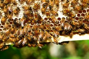 На Житомирщині бджоли вбили коня та напали на людей