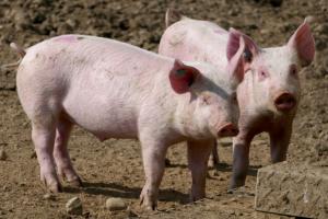 Виробництво свинини в Україні хочуть контролювати по-новому