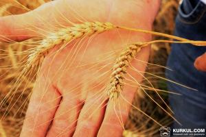 Новий стандарт на пшеницю набере чинності до початку жнив