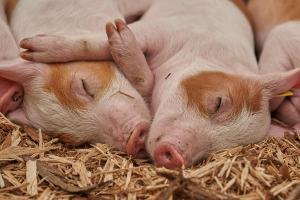 Закупівельні ціни на свинину знизилися на 9%
