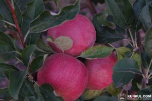 Вартість якісних яблук може зрости — аналітики