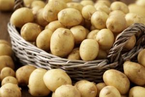 Ціни на ранню картоплю знизилися до трирічного мінімуму