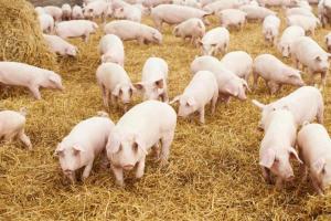 На Вінниччині через АЧС спалять понад тисячу свиней