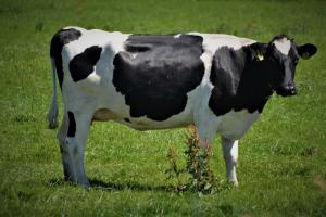В Австрії від отруєння газом загинули корови