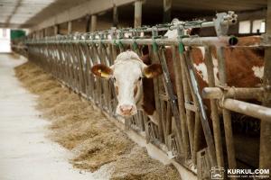 На Білопільщині можуть закрити найбільшу молочну ферму