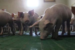 Київський фермер розводить новий голландський гібрид свиней