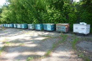 Сторожові бджоли з’явилися на фермі на Херсонщині