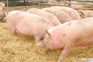 АЧС не буде перешкодою експорту свинини з України