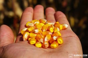 Що буде з цінами на зерно в Україні — проноз трейдера