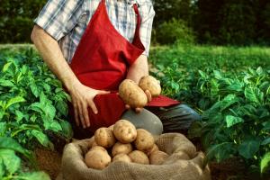 Рекордну кількість картоплі посадили фермери Європи