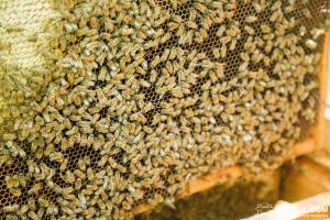 Пасічник із Сумщини звинуватив фермерів у загибелі бджіл 