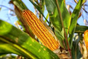 У США прогнозують найгірший урожай кукурудзи за останні роки