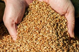 Прогноз виробництва пшениці в Україні збільшився на 1 млн т