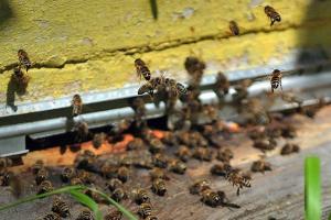 На Харківщині зафіксували масову загибель бджіл