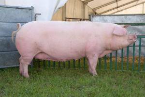 На Черкащині на свинофермі замкнутого циклу вирощують елітних свиней