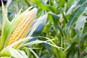 Австралійські вчені вивели стійку до кліматичних змін кукурудзу