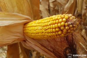 Вчені розповіли про користь ГМ кукурудзи