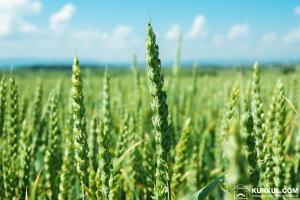 У США завершується посівна ярої пшениці