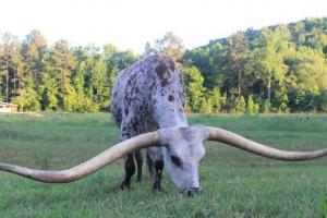Завдяки 3-метровим рогам бик потрапив до Книги рекордів Гіннеса