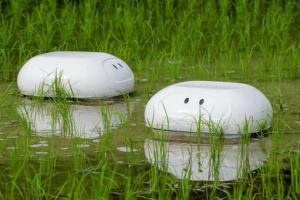 Роботи захищатимуть рисові поля від бур’янів