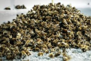 Депутат ініціює штрафи розміром 2 млн грн за отруєння бджіл