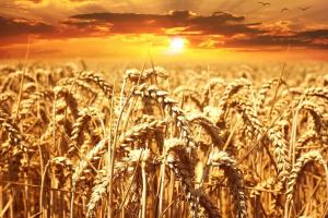 Урожайність зернових на Миколаївщині перевищила минулорічні показники