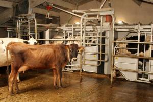На Вінниччині запустять роботизовану молочну ферму