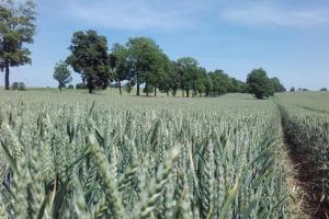 На Тернопільщині представили сорт пшениці із потенційною врожайністю понад 15 т