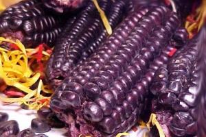 Вінницький селекціонер вперше презентує фіолетову кукурудзу