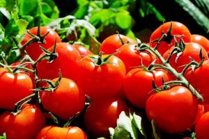 Українські помідори почали дешевшати
