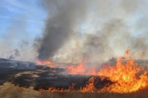 На Донеччині вогонь знищив зернові на площі 50 га
