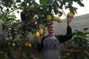 Одесит вирощує лимони вагою понад 1 кг