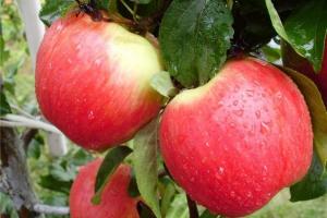 Сезон яблук нового врожаю розпочався пізніше, ніж минулого року