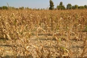 Посуха в Польщі вразила третину сільгоспземель
