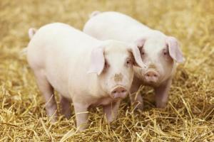 Ціна живця свиней знижується 3 тижні поспіль