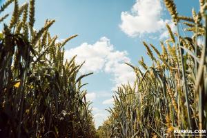 На Вінниччині планують зібрати 2 млн тонн зернових
