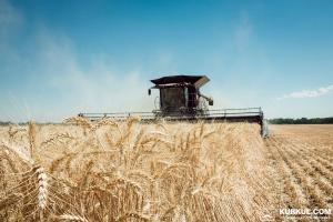 В Україні зібрали чверть зерна нового врожаю