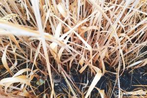Пшеницю вражають хвороби через невчасно внесені ЗЗР — експерт
