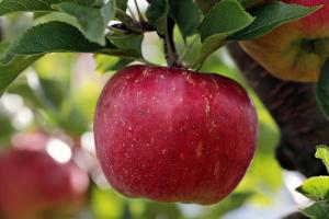 Урожай яблук скоротиться на третину — прогноз