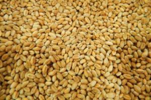 Єгипет на тендері отримав пропозиції на поставку причорноморської пшениці