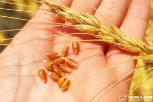 На Полтавщині зібрали третину урожаю пшениці