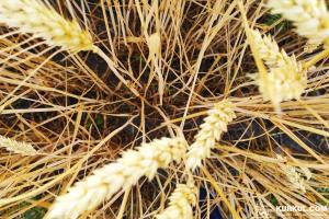 Врожайність пшениці виросла, але ціна впала — Анатолій Татарчук