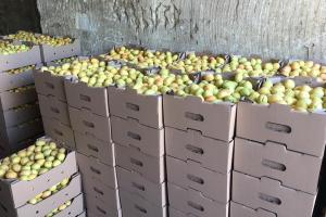 Фермери Херсонщини зібрали близько 9 тисяч тонн плодово-ягідних культур