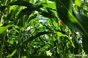 Світове виробництво кукурудзи скоротиться