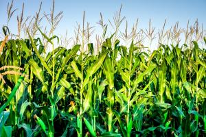 Кукурудзи в Аргентині вперше за 20 років зберуть більше, ніж сої 
