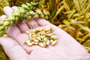 На Вінниччині призупинили збір пшениці через високу вологість