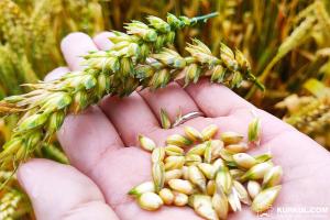 Експорт зерна у новому сезоні перевищив 1 млн тонн