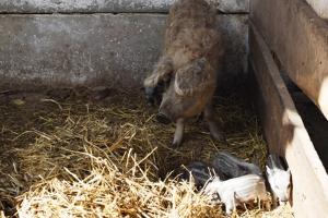 На Черкащині розводять особливу породу свиней