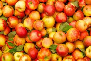 Україна може цьогоріч встановити рекорд з експорту яблук — прогноз
