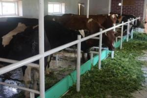 На Рівненщині запрацювала чергова сімейна молочна ферма